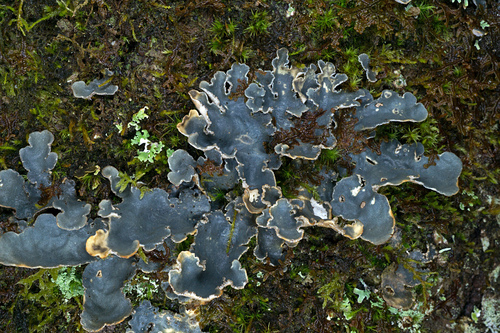 Lobaria scrobiculata photograph