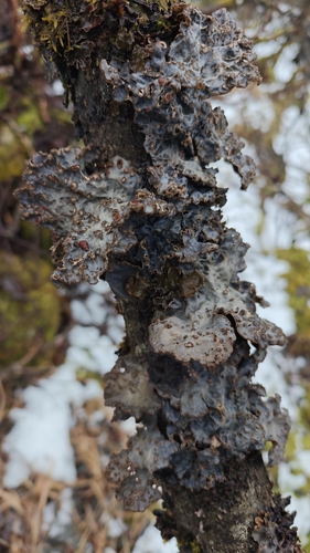 Lobaria scrobiculata photograph