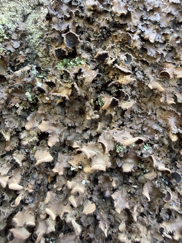 Photograph of Nephroma helveticum lichen in its natural habitat