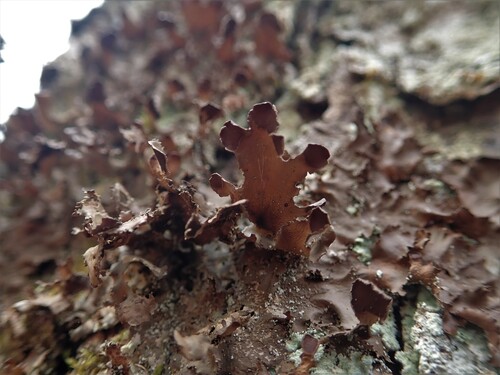 Nephroma helveticum photograph