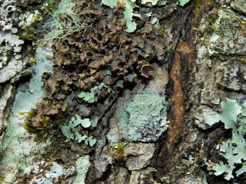 Nephroma helveticum photograph