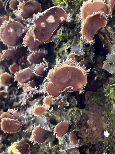 Nephroma helveticum photograph