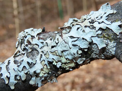 Photograph of Parmelia sulcata lichen in its natural habitat