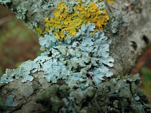 Corticolous lichen on bark
