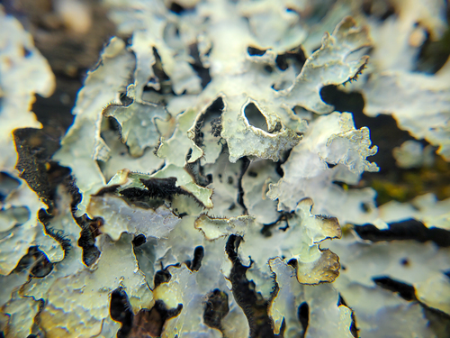 Parmelia sulcata photograph