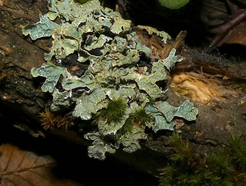 Parmelia sulcata photograph
