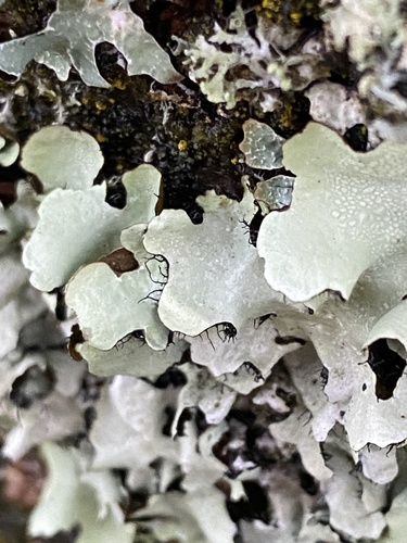 Photograph of Parmotrema perlatum lichen in its natural habitat
