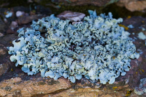 Parmotrema perlatum photograph