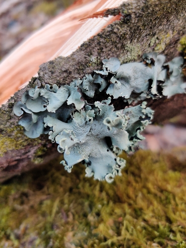 Parmotrema perlatum photograph