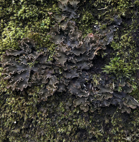 Photograph of Peltigera collina lichen in its natural habitat