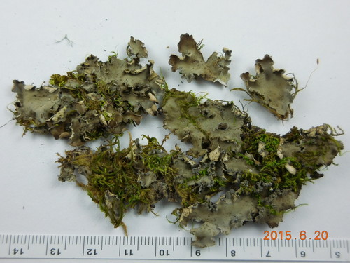 Peltigera collina photograph