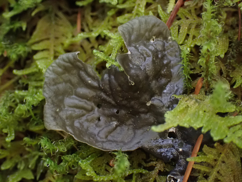 Photograph of Peltigera membranacea lichen in its natural habitat