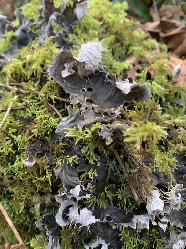 Peltigera membranacea photograph