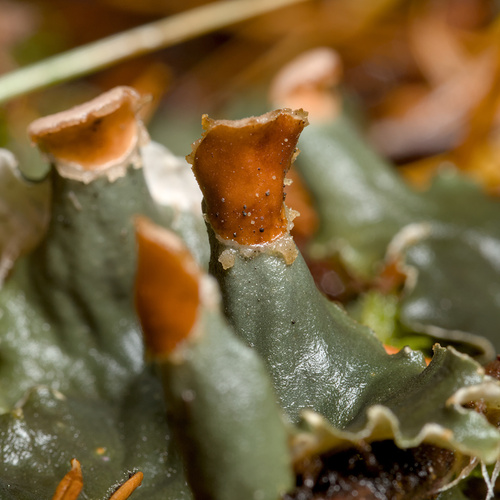 Peltigera membranacea photograph