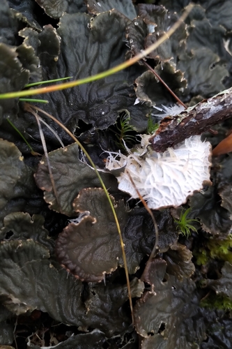 Peltigera membranacea photograph