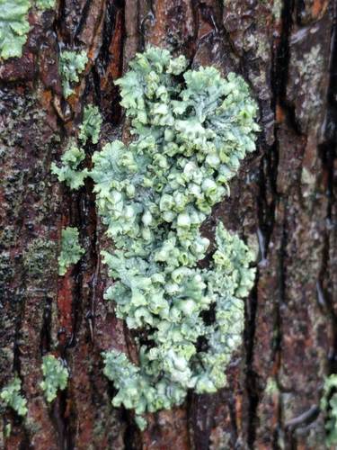 Photograph of Physcia lichen in its natural habitat