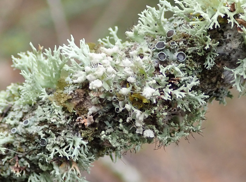 Physcia close-up showing lobe details