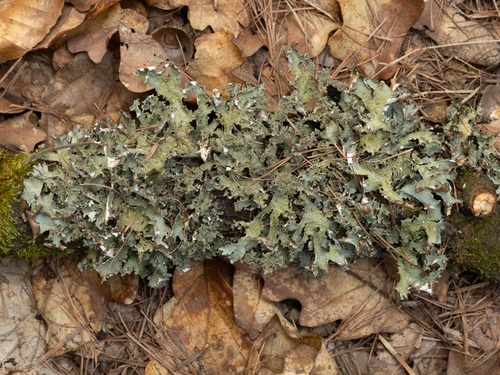 Photograph of Platismatia glauca lichen in its natural habitat