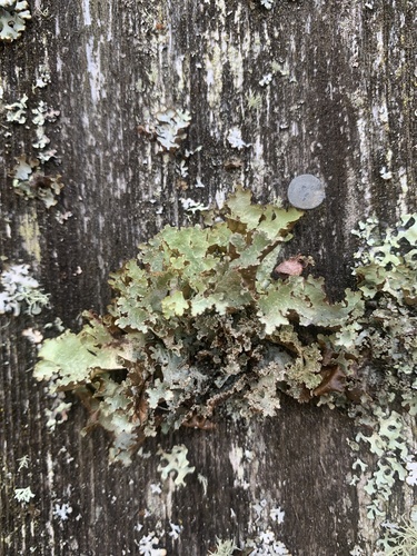 Platismatia glauca photograph