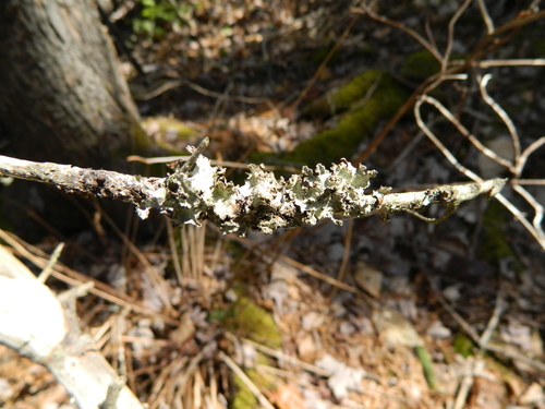 Platismatia glauca photograph
