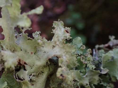 Platismatia glauca photograph