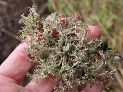 Photograph of Platismatia herrei lichen in its natural habitat