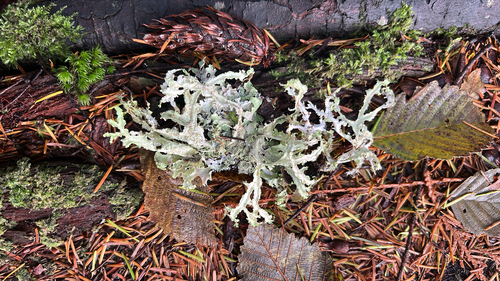 Platismatia herrei photograph