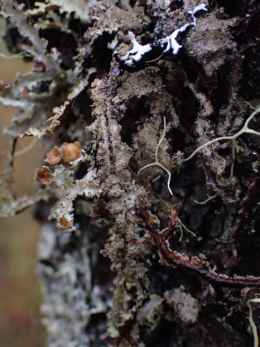 Platismatia herrei photograph