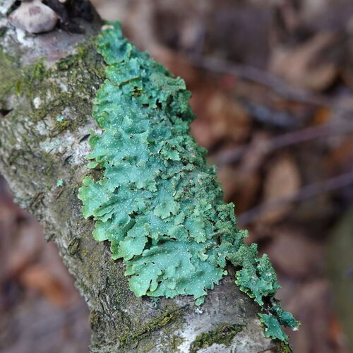 Photograph of Punctelia rudecta lichen in its natural habitat