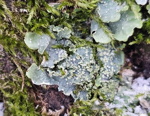 Pseudocyphellae on lichen