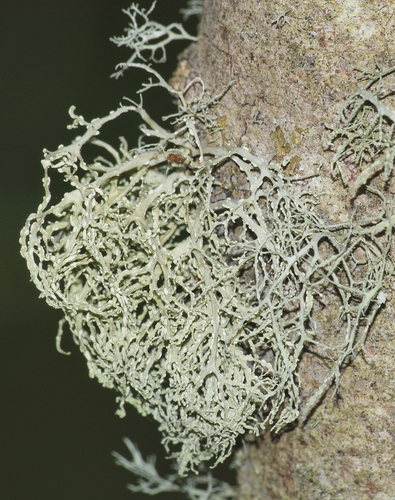 Photograph of Ramalina lichen in its natural habitat