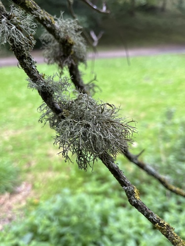 Ramalina photograph
