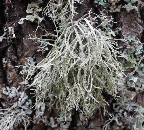 Ramalina photograph