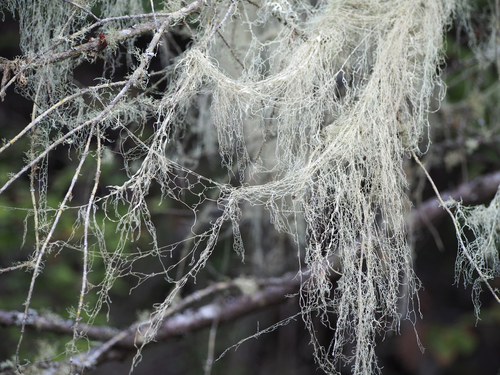 Photograph of Ramalina menziesii lichen in its natural habitat
