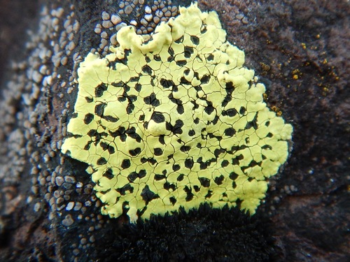 Photograph of Rhizocarpon geographicum lichen in its natural habitat