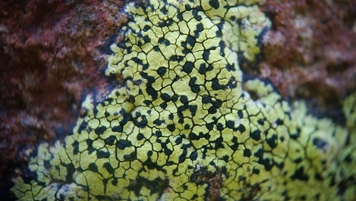 Saxicolous lichen on rock