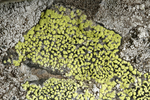 Rhizocarpon geographicum photograph
