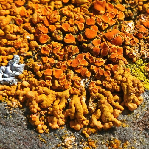 Photograph of Rusavskia elegans lichen in its natural habitat