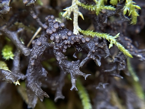 Photograph of Scytinium palmatum lichen in its natural habitat