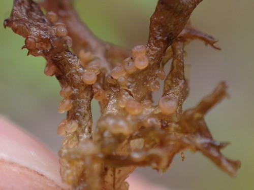 Scytinium palmatum photograph