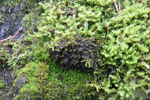 Scytinium palmatum photograph