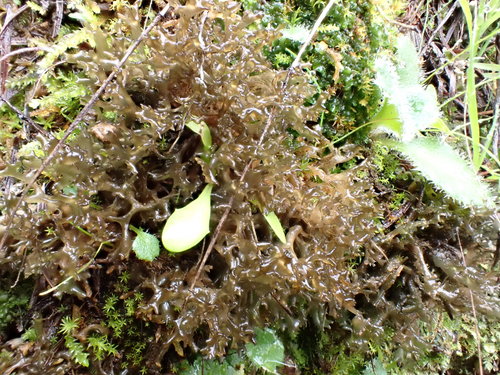 Scytinium palmatum photograph