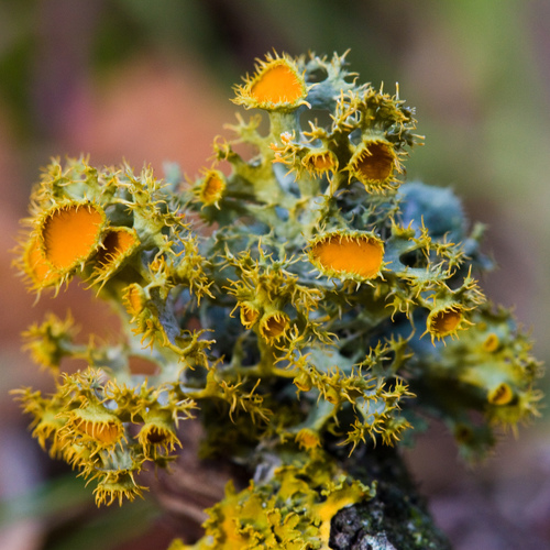 Photograph of Teloschistes chrysophthalmus lichen in its natural habitat