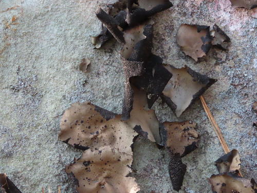 Umbilicaria mammulata photograph