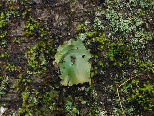Umbilicaria mammulata photograph