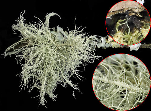 Photograph of Usnea lichen in its natural habitat