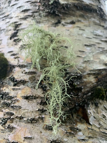 Usnea photograph