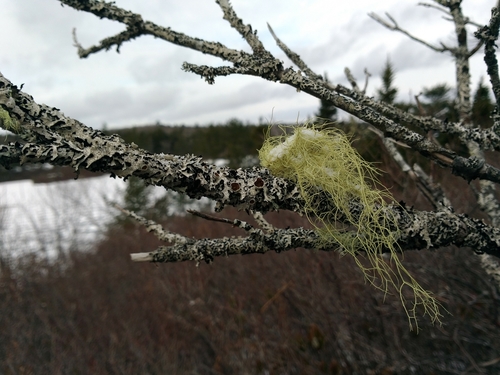 Usnea photograph