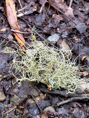 Usnea photograph