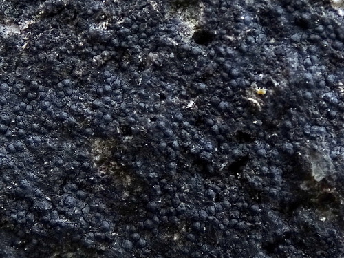 Perithecia on Verrucaria